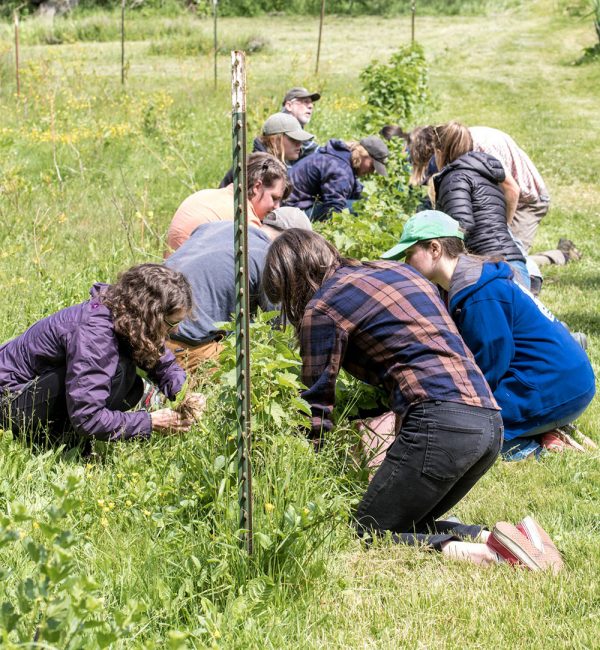 Weeding the garden