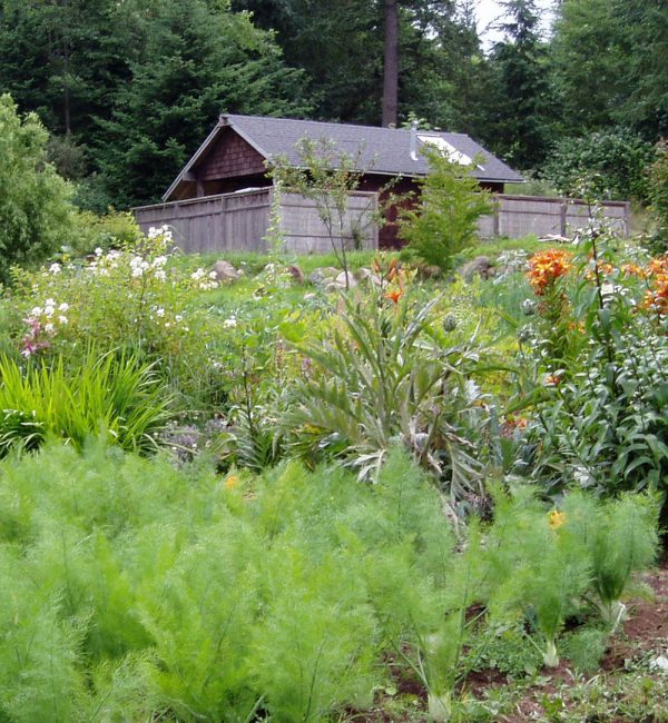 Fennel and artichokes